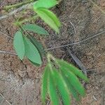 Mimosa velloziana Leaf