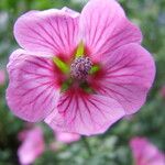 Anisodontea scabrosa Flower