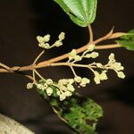 Miconia bubalina Fruit