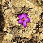 Crocus corsicus Flower