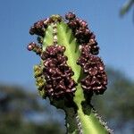 Euphorbia cooperi Blüte