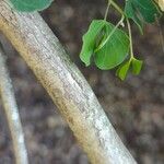 Bauhinia lunarioides Koor