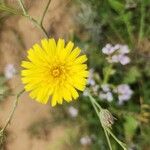 Launaea mucronata Blüte