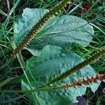 Plantago major Цвят