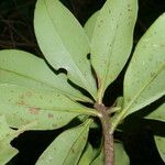 Ardisia densiflora Leaf