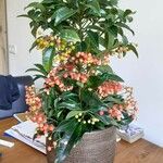 Ardisia crenata पत्ता