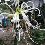 Hymenocallis liriosme Virág