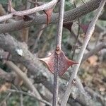 Zanthoxylum americanum Кара