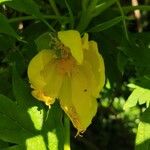 Paeonia ludlowii Çiçek