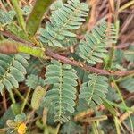 Chamaecrista fallacina Leaf