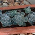 Echeveria australis Leaf