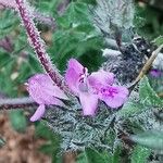 Satureja thymbra फूल
