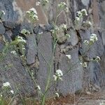 Crambe scaberrima 形態