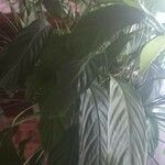 Spathiphyllum wallisii Leaf