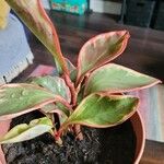 Peperomia tricolor Blad