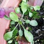 Claytonia rubra Blatt