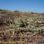 Atriplex glauca आदत