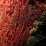 Parinari excelsa Casca