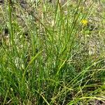 Carex austroalpina Other