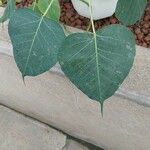 Ficus religiosa Leaf