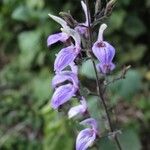 Brillantaisia cicatricosa Flower