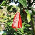 Malvaviscus penduliflorus Flower