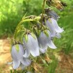 Campanula barbata Outro