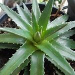 Dyckia brevifolia Лист