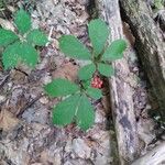 Panax quinquefolius Blad