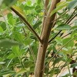 Vitex trifolia Bark