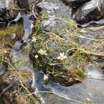 Ranunculus trichophyllus Habitus