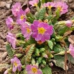 Primula vulgaris花