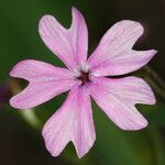 Phlox speciosa Květ