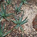 Aloe versicolor Hábito
