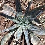 Aloe zebrina 葉