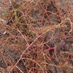 Salsola tragus Leaf