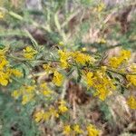 Parkinsonia praecox Цветок