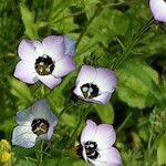 Gilia tricolor Flor