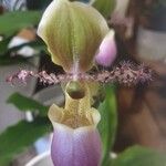 Paphiopedilum primulinum Flor