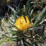 Banksia nivea Flower