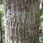 Thiollierea rigaultii Bark
