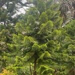 Araucaria columnaris Hoja