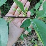 Pisonia aculeata फल
