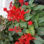 Salvia splendens Други