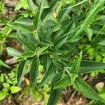 Barleria volkensii Leaf