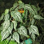Piper ornatum ശീലം
