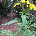 Sonchus congestus Habitus