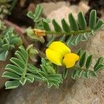 Hippocrepis biflora Fleur