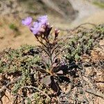 Limonium obtusifolium Цвят