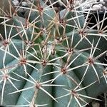 Melocactus oreas Hoja
